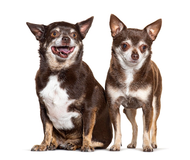 Dois chihuahua juntos isolados em branco