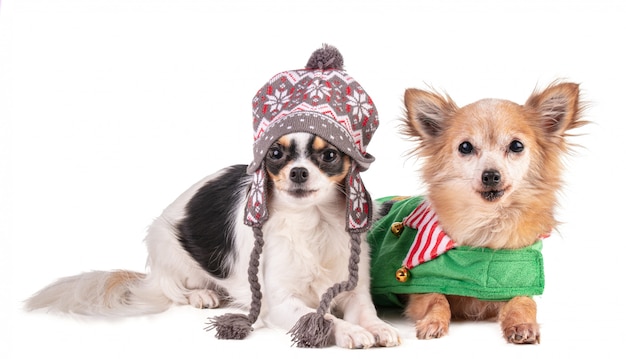 Dois chihuahua para o Natal