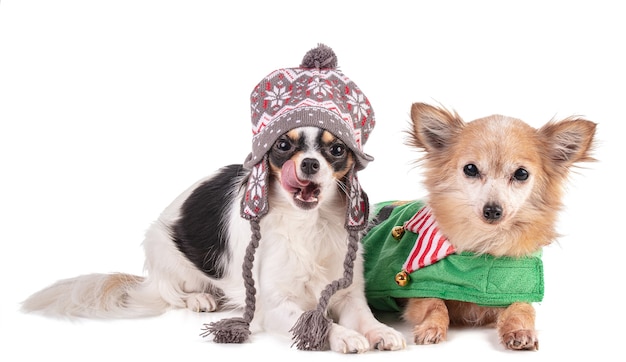 Dois chihuahua vestidos para o natal
