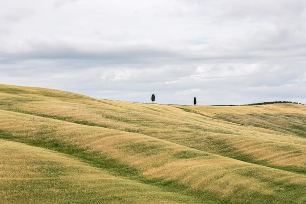 Dois ciprestes isolados no meio das infinitas colinas verde-amarelas da Toscana