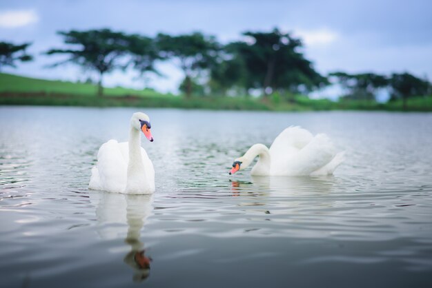 Dois, cisne branco, ligado, a, lago