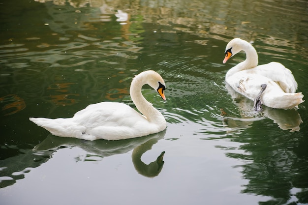 Dois cisnes brancos estão nadando em uma lagoa Pássaros no parque Um símbolo de amor e lealdade