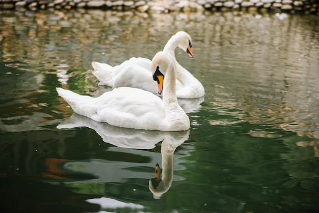 Dois cisnes brancos estão nadando em uma lagoa Pássaros no parque Um símbolo de amor e lealdade