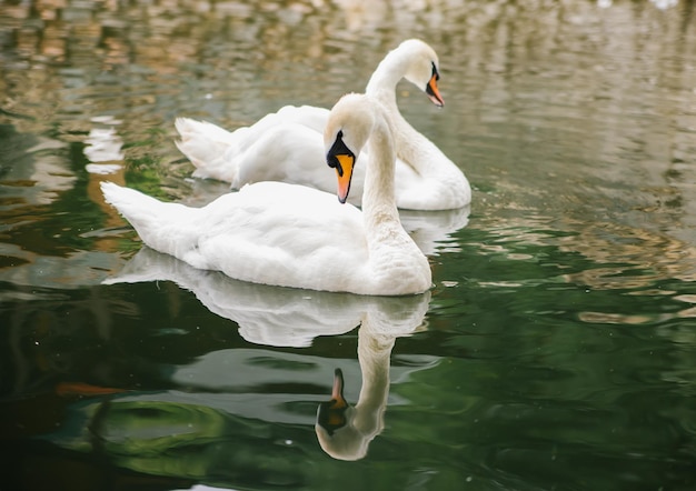 Dois cisnes brancos estão nadando em uma lagoa Pássaros no parque Um símbolo de amor e lealdade