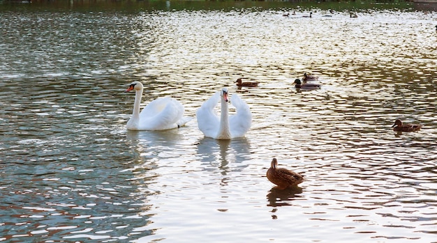 Dois cisnes brancos flutuam na água no parque Cisnes brancos flutuando no rio