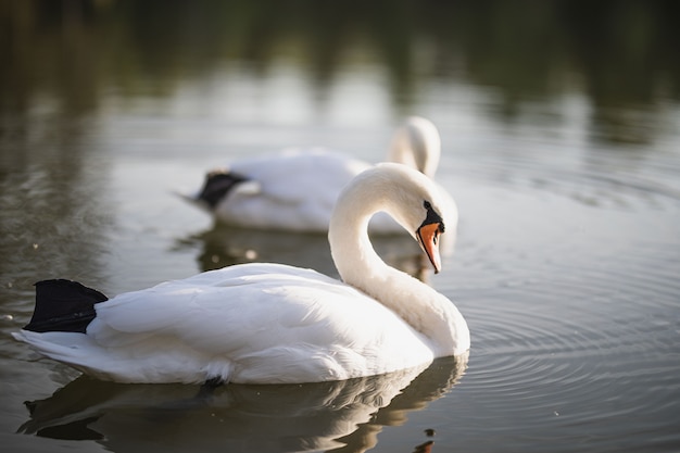 Dois cisnes brancos nadando na lagoa