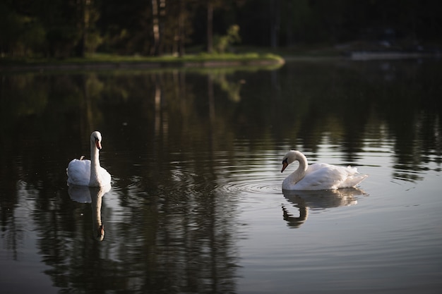 Dois cisnes brancos nadando na lagoa