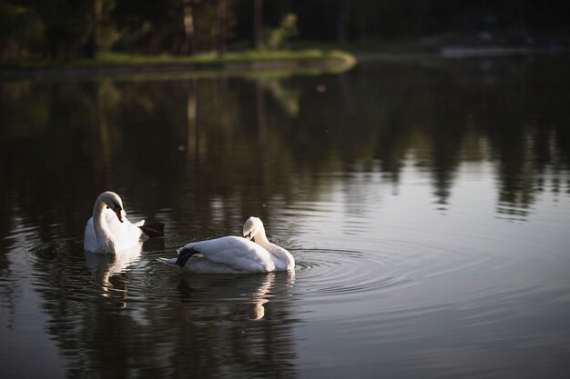 Foto dois cisnes brancos nadando na lagoa