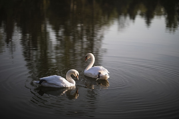 Dois cisnes brancos nadando na lagoa