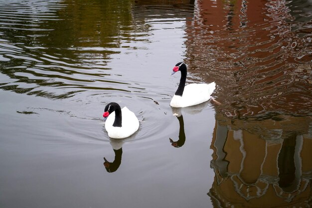 Dois cisnes de pescoço preto na lagoa do mosteiro