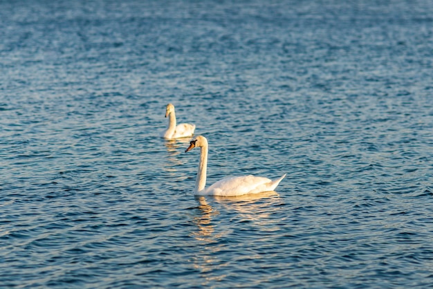 Dois cisnes estão na água do lago azul