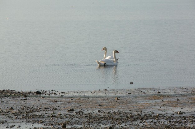 Foto dois cisnes estão nadando na água um tem um corpo branco de água