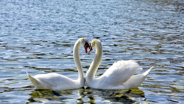 Dois cisnes formam uma forma de coração de amor com seus pescoços ohridmacedonia