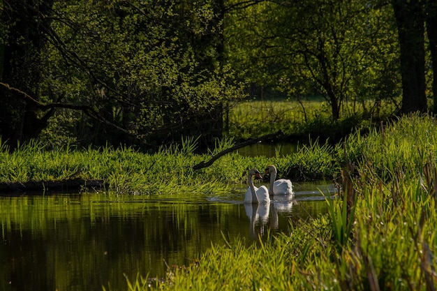 Dois cisnes nadam em uma lagoa Sunrise