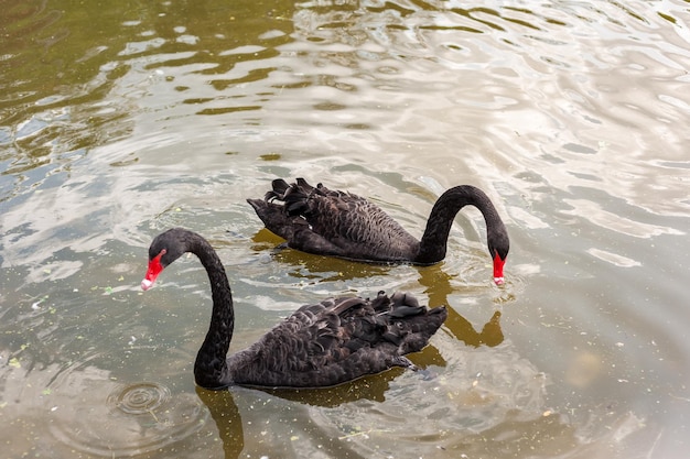 Dois cisnes negros flutuando em um lago sujo em água poluídaxA