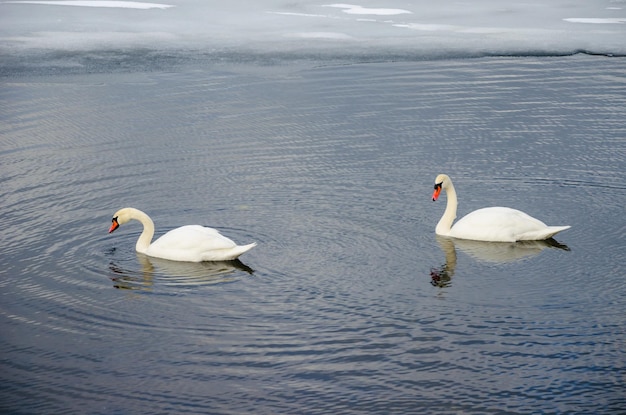Dois cisnes no rio perto do gelo