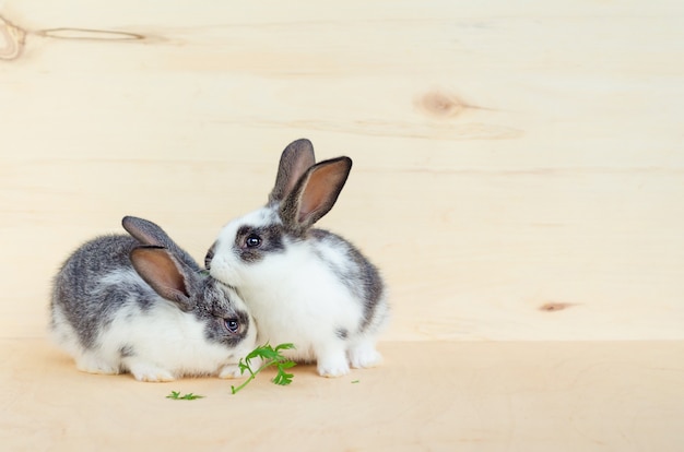 Dois coelhinho bebê, coelho comendo folhas de alface e cenoura. alimento para roedores, animal de estimação. conceito de Páscoa feliz.