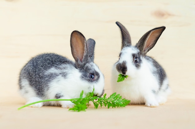 Foto dois coelhinhos bebês comendo folhas