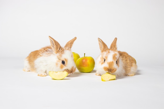 Dois coelhinhos estão comendo maçãs amarelas sobre um fundo branco.