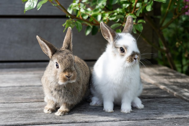 Dois coelhos brancos e marrons em um terraço de madeira ao ar livre conceito de Páscoa