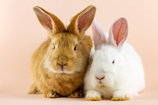 Dois coelhos macios pequenos em uma parede do rosa pastel.