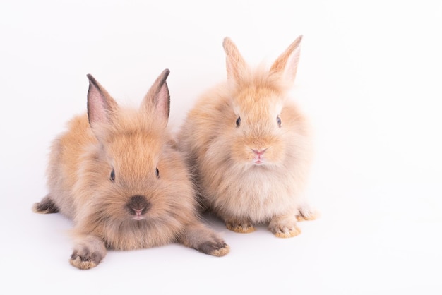 Dois coelhos pequenos isolados em um fundo branco