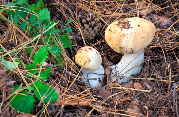 Dois cogumelos brancos crescendo na floresta