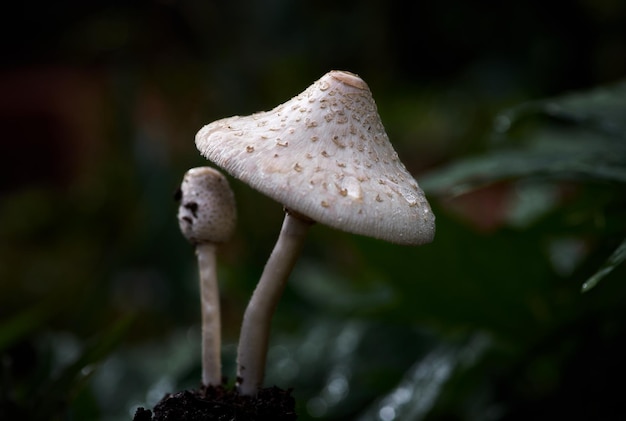 Dois cogumelos com gorro branco e folha verde