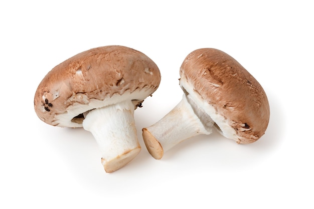 Dois cogumelos isolados