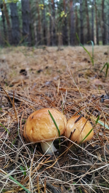 Dois cogumelos oleosos na floresta.