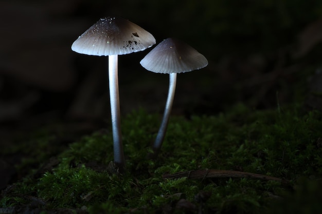 Dois cogumelos pequenos de filigrana em musgo com ponto de luz no chão da floresta