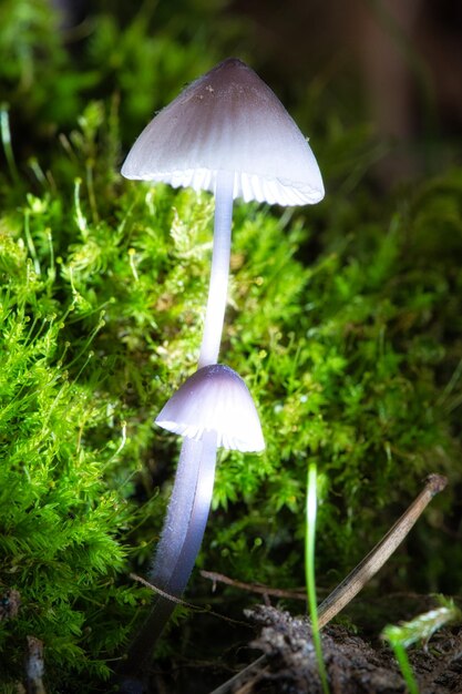 Dois cogumelos pequenos de filigrana em musgo com ponto de luz no chão da floresta