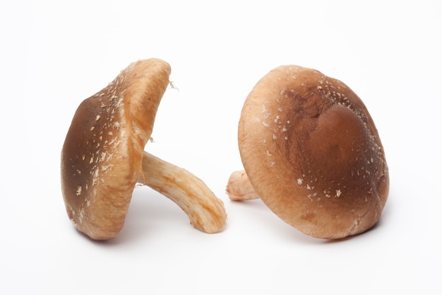 Dois cogumelos shiitake crus inteiros isolados em fundo branco