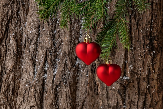 Dois corações vermelhos decorativos de Natal pendurados em um galho de uma árvore de abeto. Decoração de natal e ano novo.