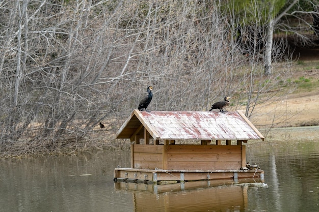 Foto dois cormorões em uma casa de madeira em um lago em um ambiente natural com tartarugas