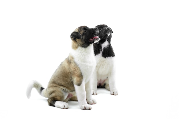 Dois, cute, americano, akita, filhotes cachorro, localização