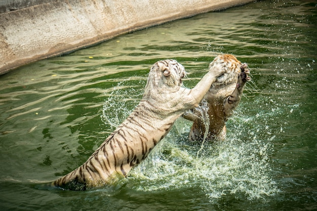 Dois dos tigres brincando no zoológico