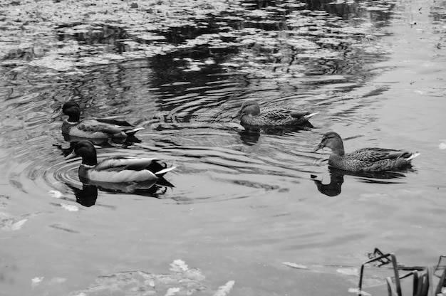 Dois dracos e dois patos na lagoa do parque