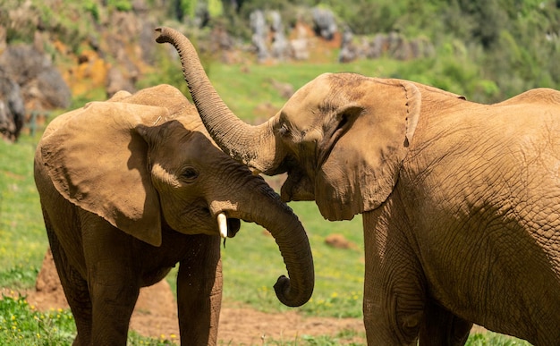 Dois elefantes em um campo com árvores ao fundo