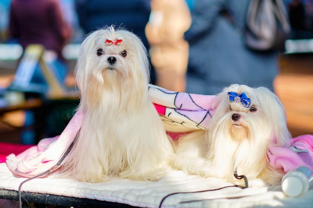 Dois encantadores cachorrinhos malteses na mesa de preparação na exposição canina