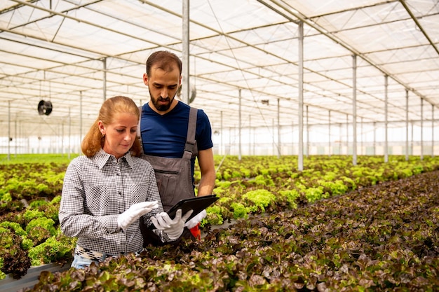 Dois fazendeiros com um tablet em mãos que controla o estado das saladas. Estufa moderna