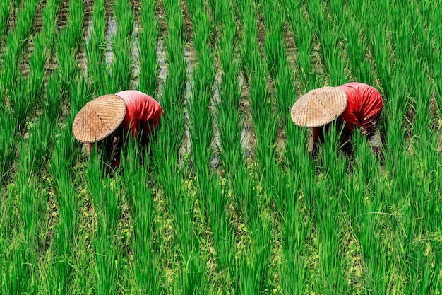 Dois fazendeiros em roupas vermelhas estão trabalhando em um campo de arroz