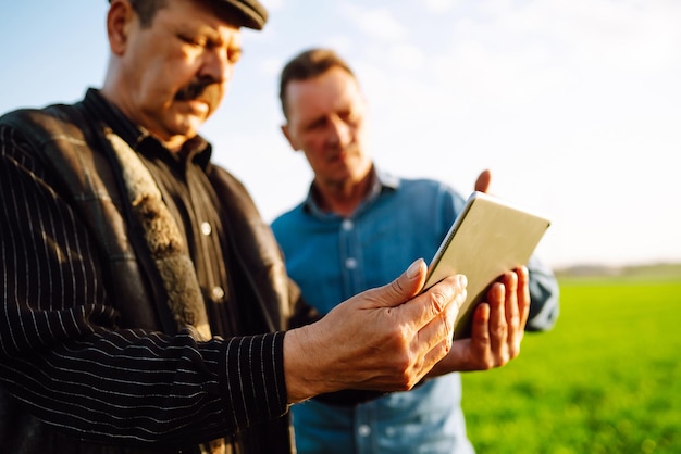 Dois fazendeiros usam um aplicativo especializado em tablet digital para verificar agricultura de trigo, conceito de ecologia