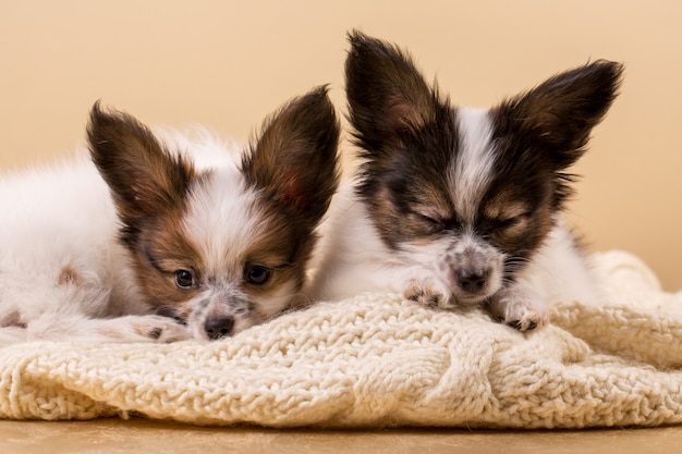 Dois filhotes cachorro, dormir, close-up