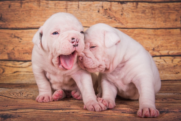 Dois filhotes de cachorro Bulldog Americano engraçados em um marrom de madeira