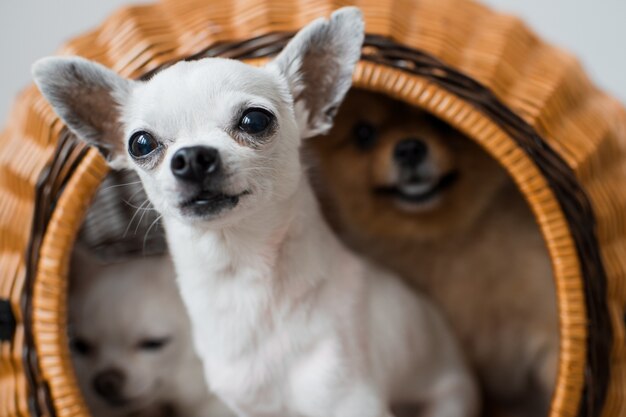 Dois filhotes de cachorro chihuahua adoráveis e fofos e cachorrinho peludo pomeranian sentado em uma casinha de vime e olhando para fora com caras emocionais engraçadas