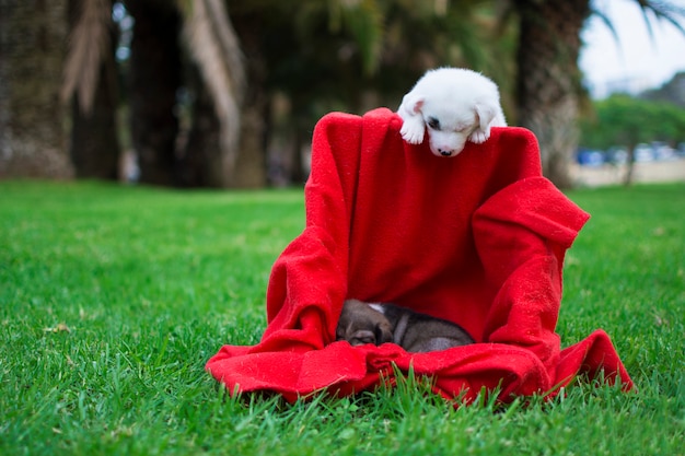 Dois filhotes de cachorro com seu cobertor vermelho na grama verde, um branco e um marrom adormecido.