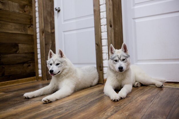 Dois filhotes de cachorro husky siberiano em casa sentam e brincam. estilo de vida com cachorro