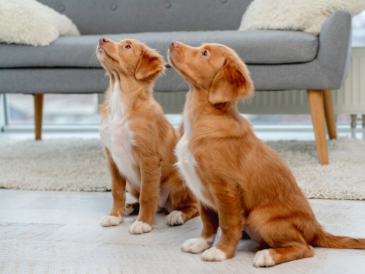 Foto dois filhotes de cachorro olhando para cima enquanto estão sentados no chão em casa, vista de cima