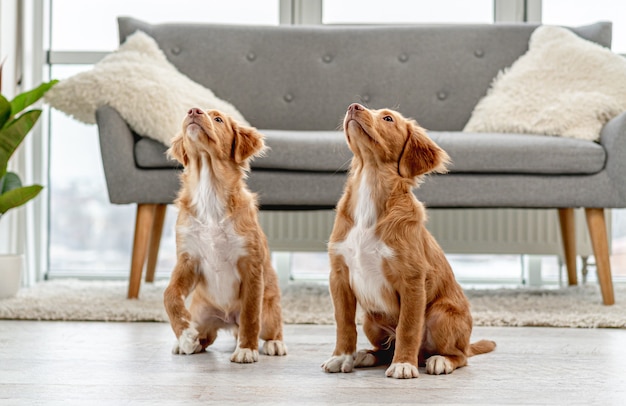 Dois filhotes de cachorro sentados no chão perto do sofá com atenção em casa